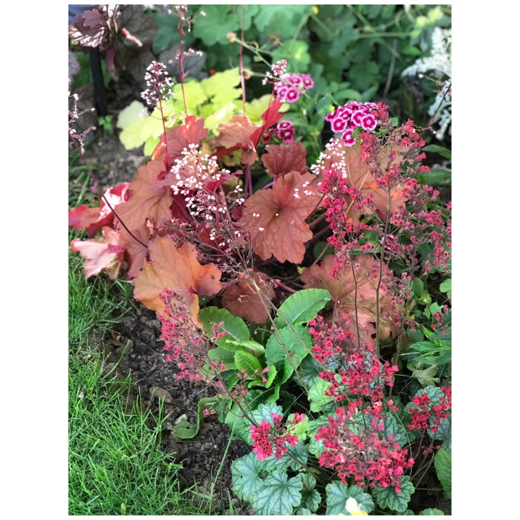 plant image 1094457