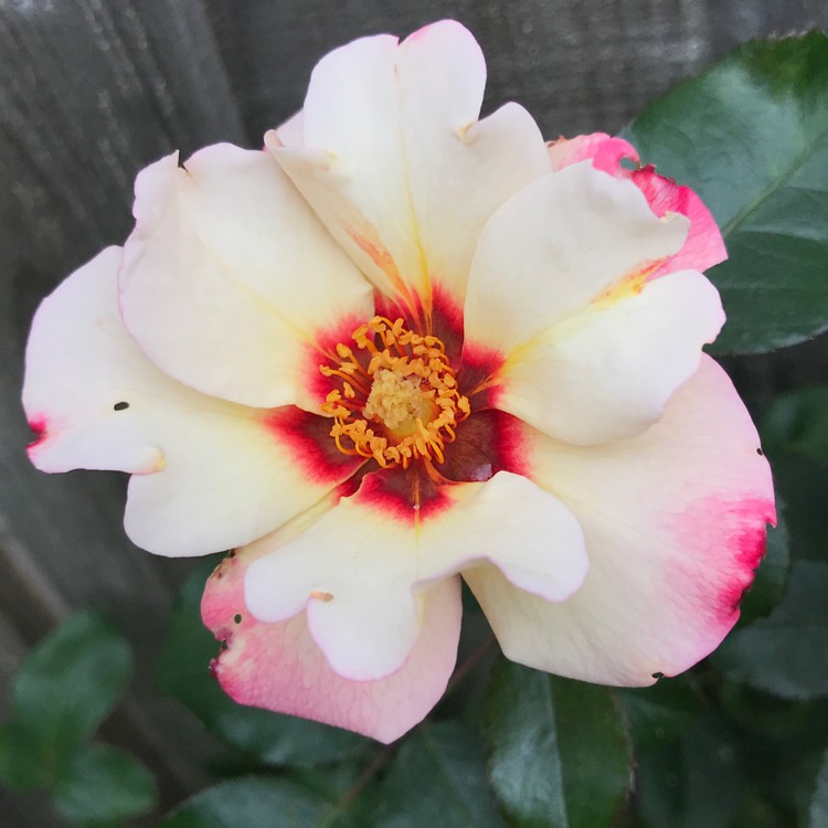 plant image 1096577
