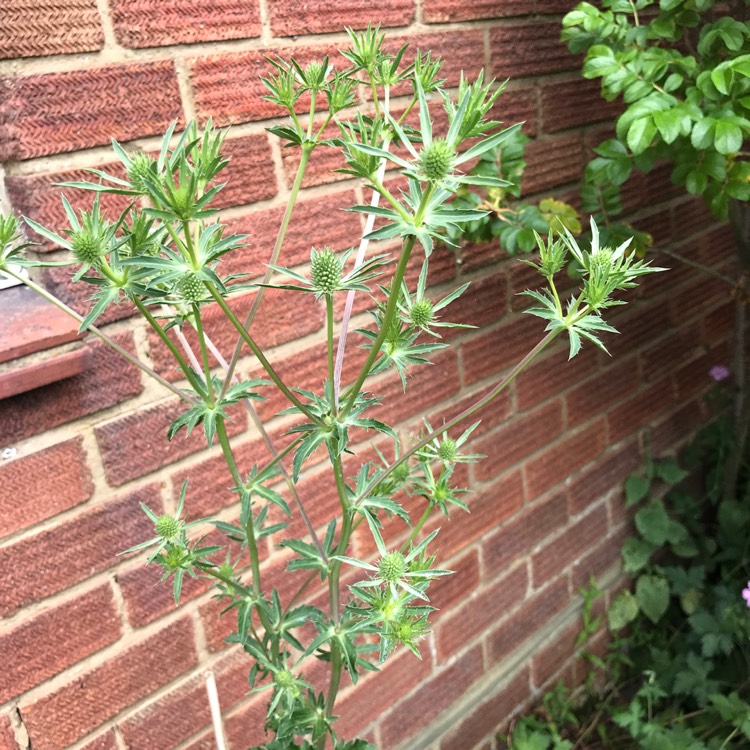 plant image 1096604 plant image 1096604