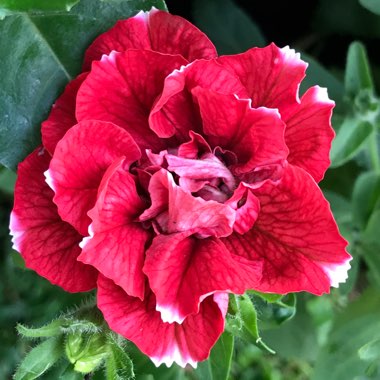 Petunia