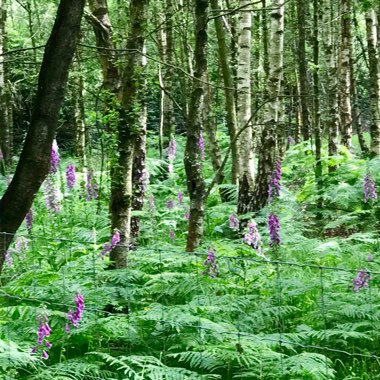 Digitalis