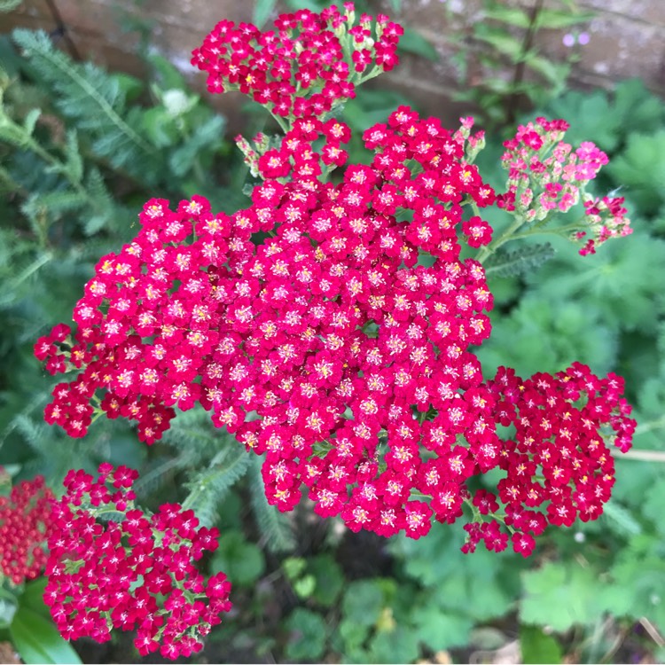 plant image 1115179 plant image 1115179