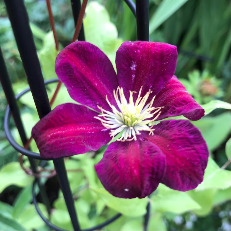 plant image 1120350