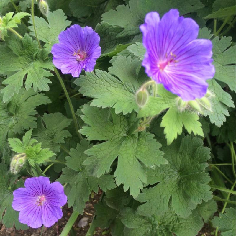 plant image 112431