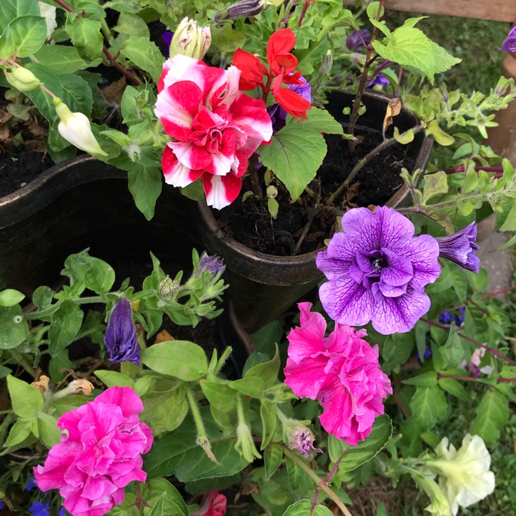 plant image 1126654 plant image 1126654