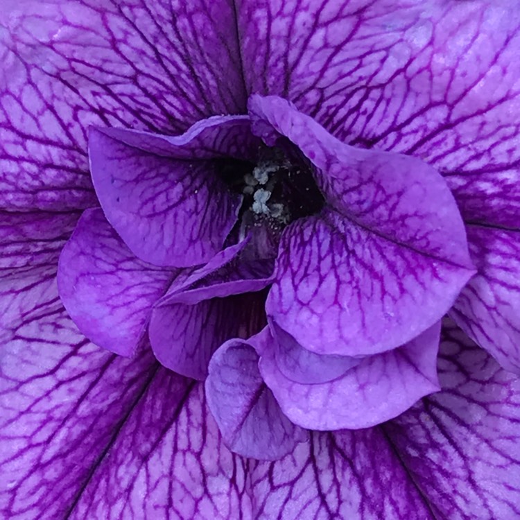 plant image 1126656 plant image 1126656