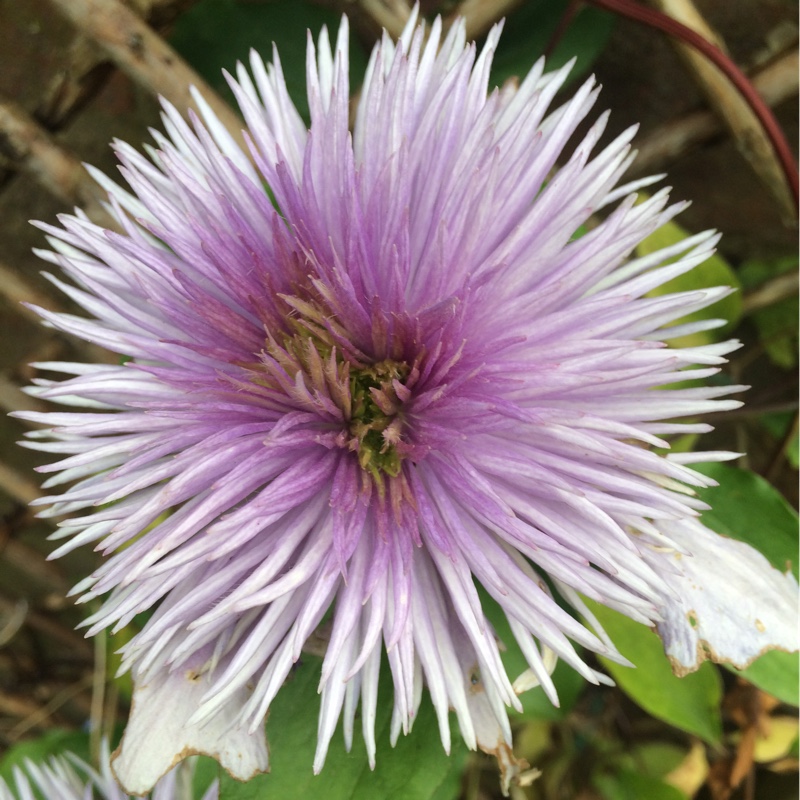 plant image 112842