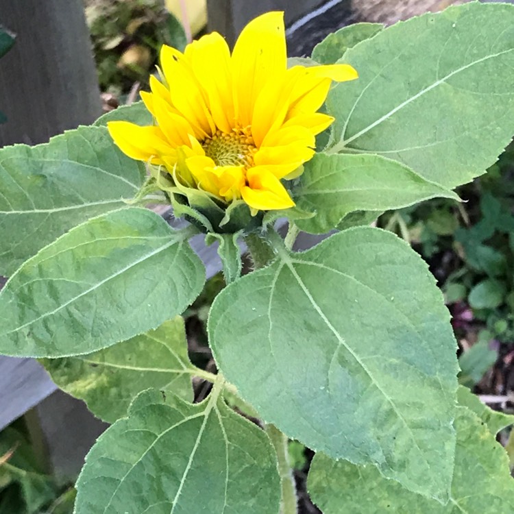 plant image 1130029
