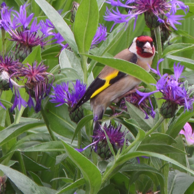 plant image 113765 plant image 113765