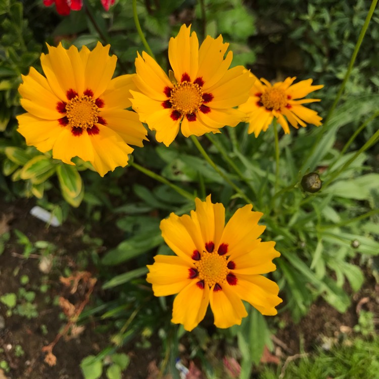 plant image 1141658 plant image 1141658