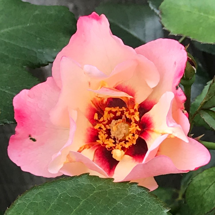 plant image 1141682