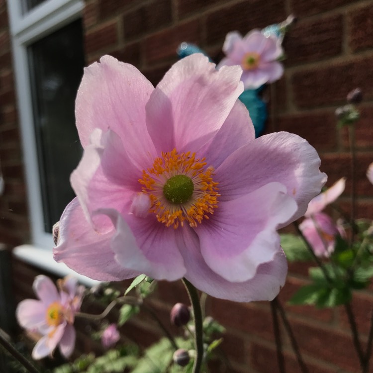 plant image 1141688 plant image 1141688