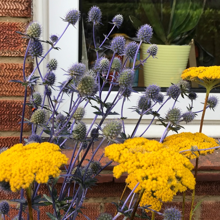 plant image 1141698 plant image 1141698
