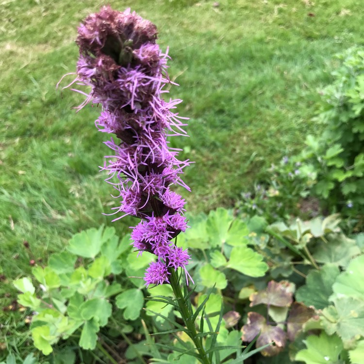 plant image 1142378 plant image 1142378