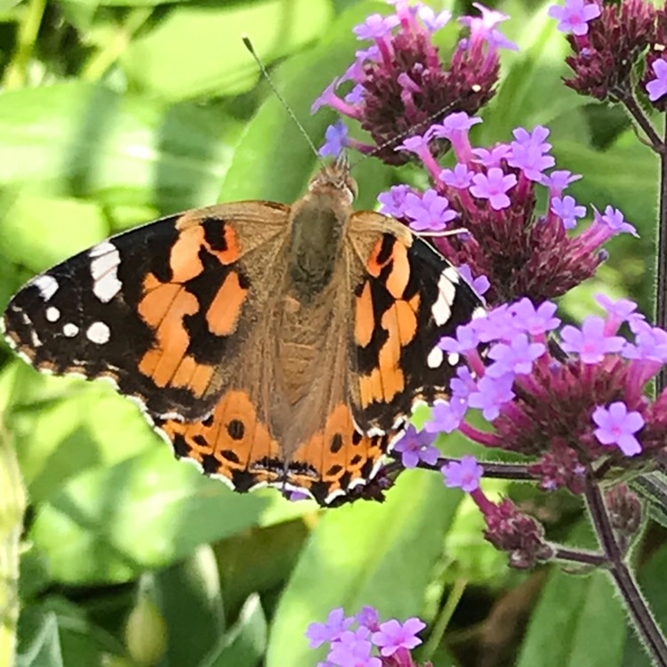 plant image 1147747