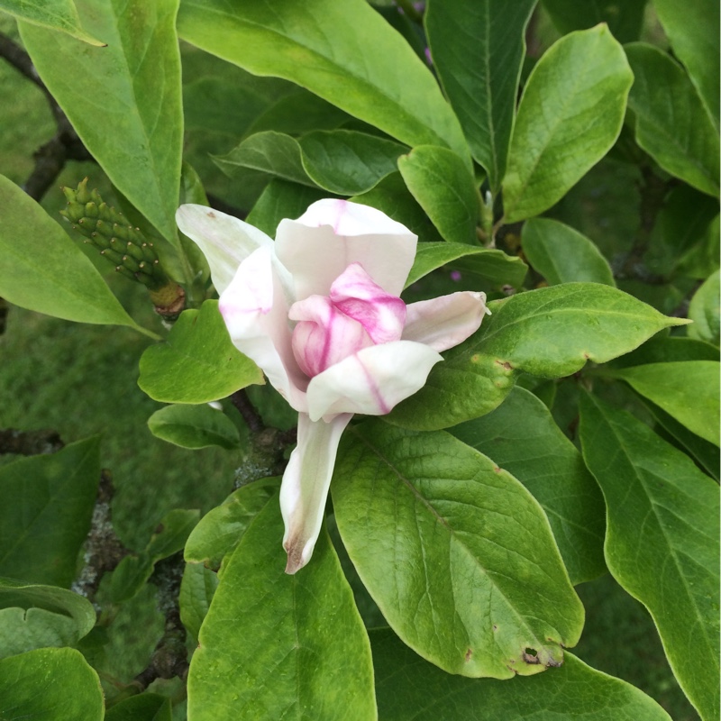 plant image 115790