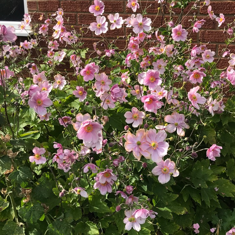 plant image 1158137 plant image 1158137