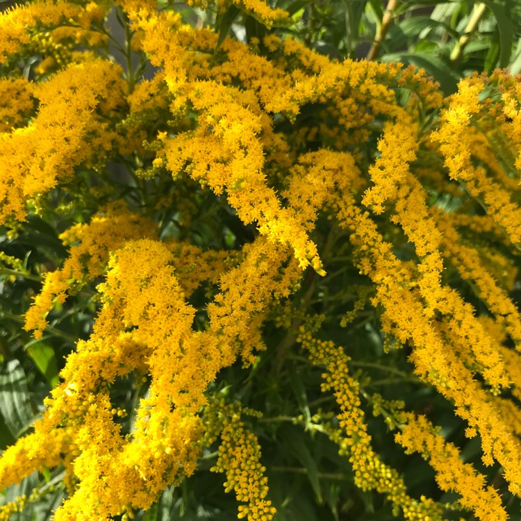 plant image 1158138 plant image 1158138