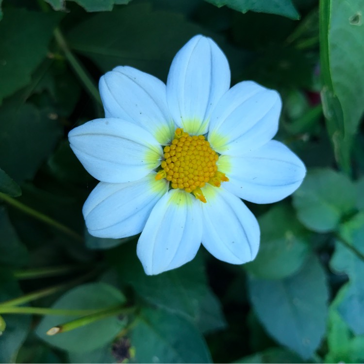 Plant image Dahlia 'Hdw79' (Happy Days Series) syn. Dahlia 'Happy Days Cream'