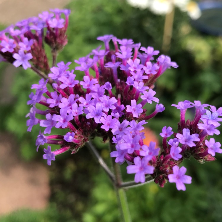 Plant image Verbena bonariensis 'Lollipop'