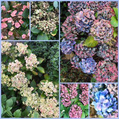 Hydrangea