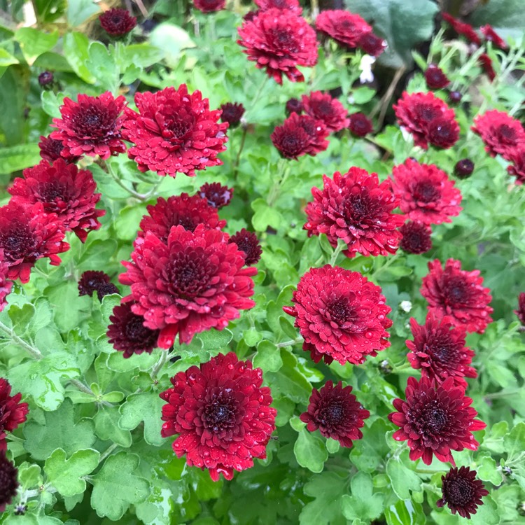 Plant image Chrysanthemum 'Meridian Red'