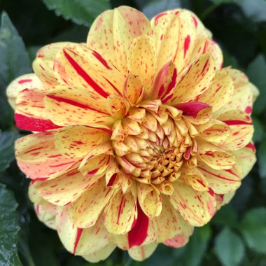 Dahlia