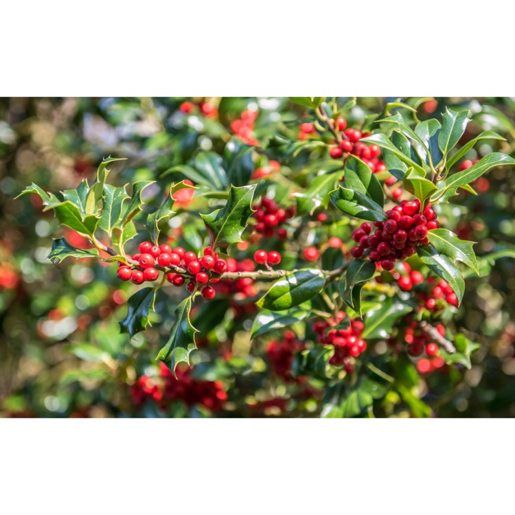 Plant image Ilex