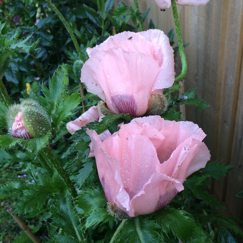 plant image 121216 plant image 121216