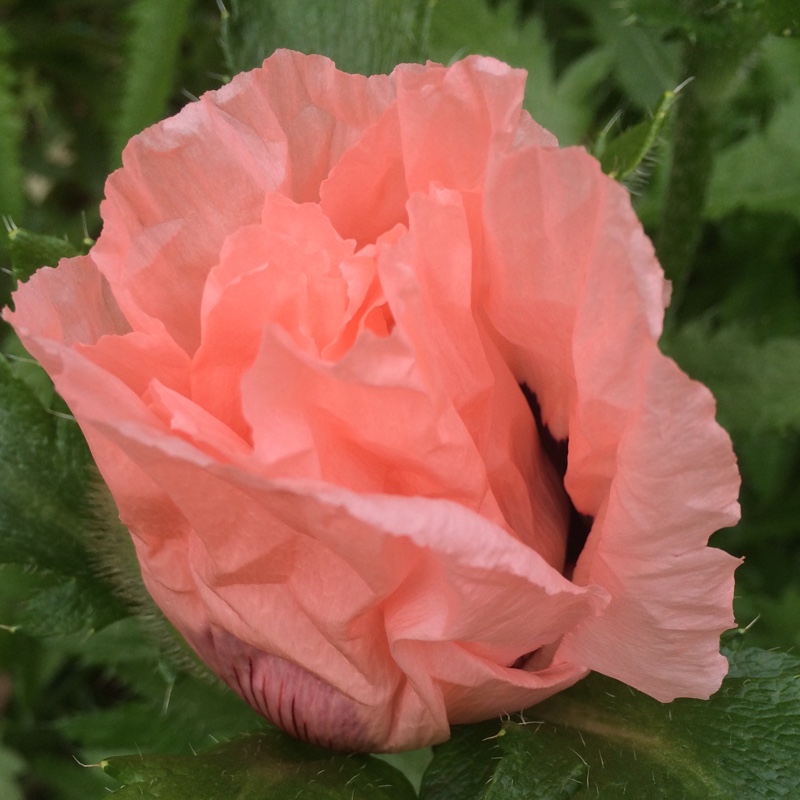 plant image 121217 plant image 121217