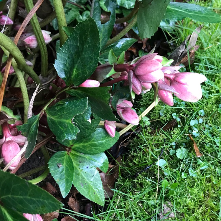 plant image 1219208
