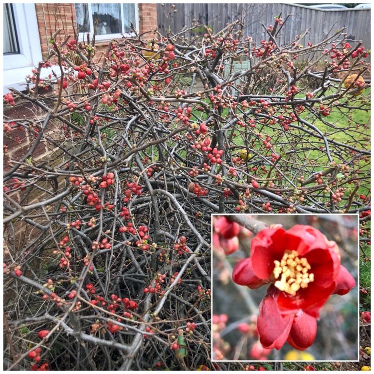 Plant image Chaenomeles japonica 'Cido'