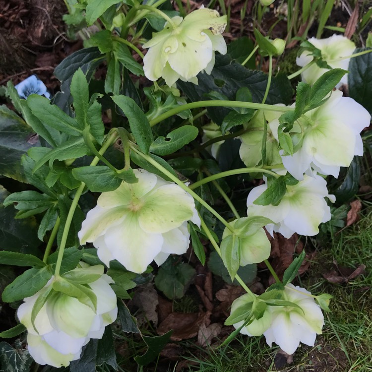 plant image 1237902 plant image 1237902