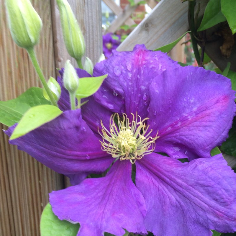 plant image 124453 plant image 124453
