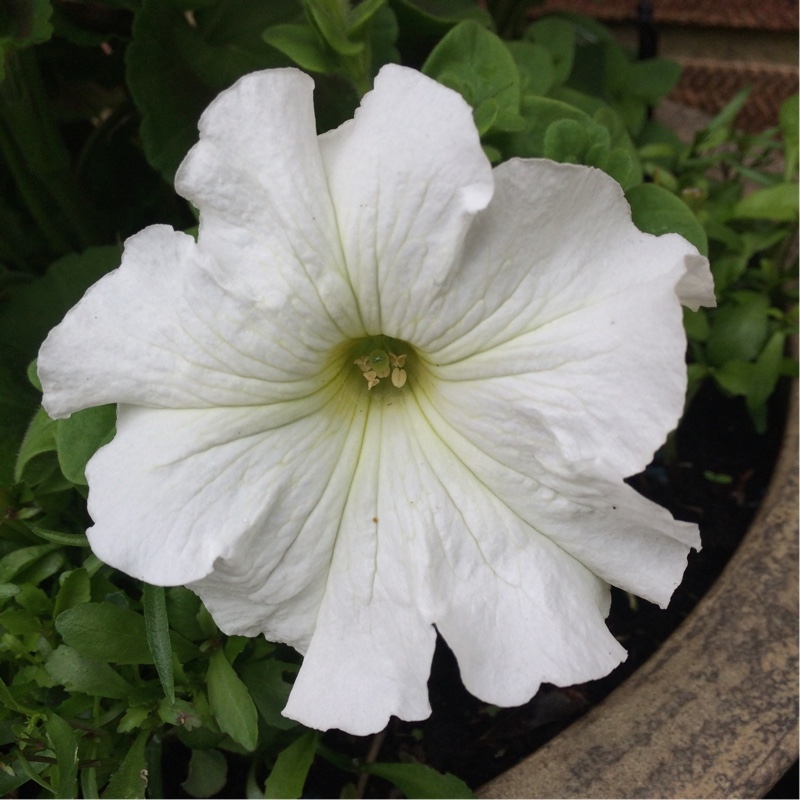plant image 124690 plant image 124690