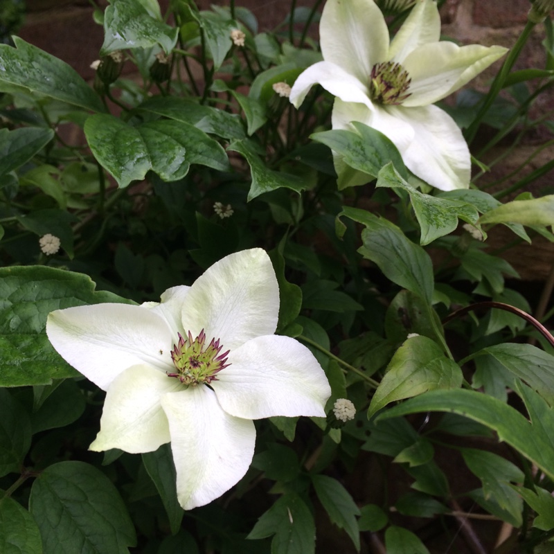 plant image 124691