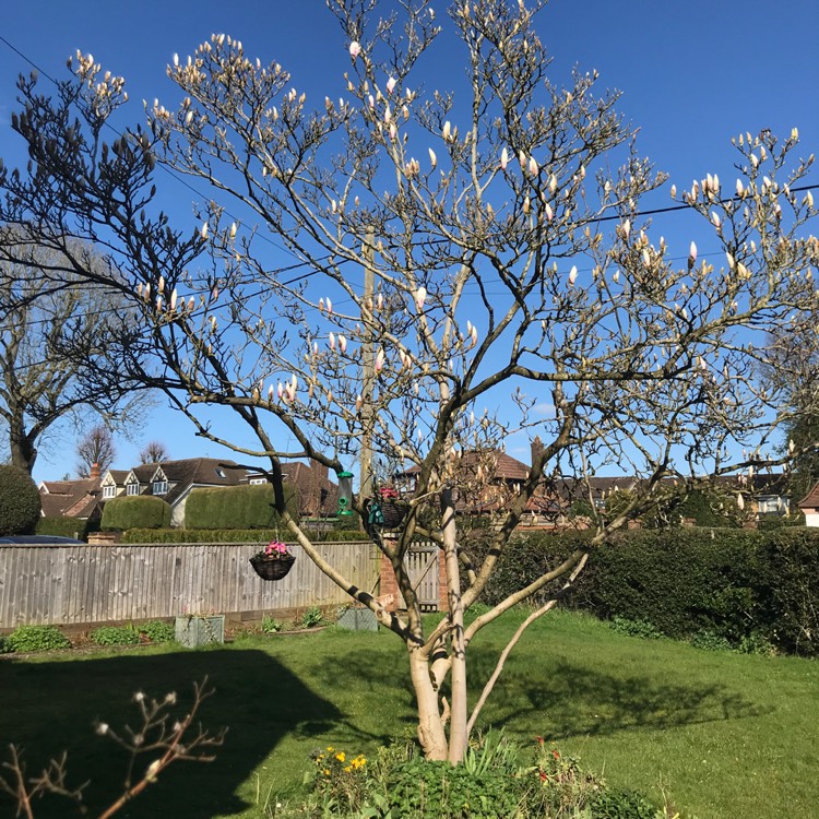 plant image 1247348