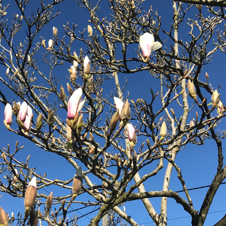 plant image 1247349
