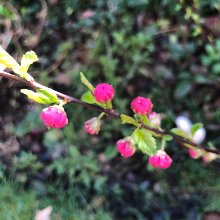 plant image 1247352