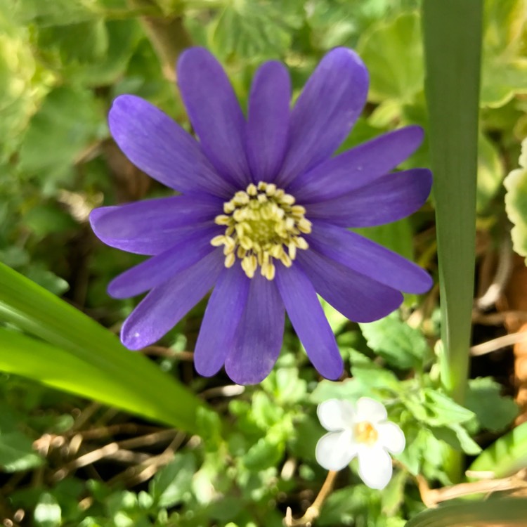 plant image 1250213 plant image 1250213
