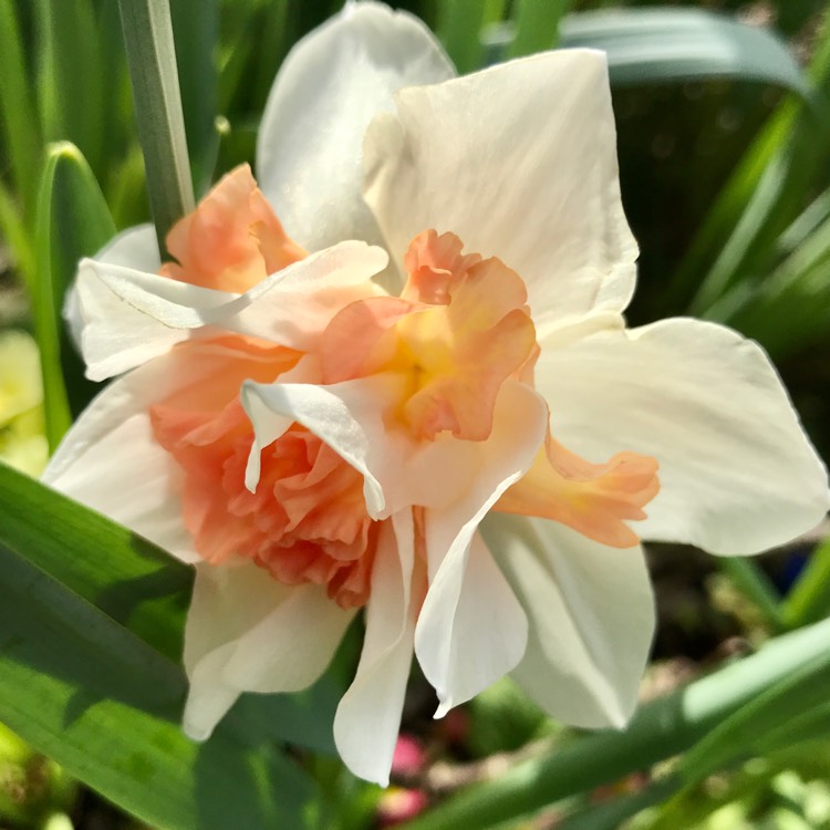 plant image 1250216 plant image 1250216