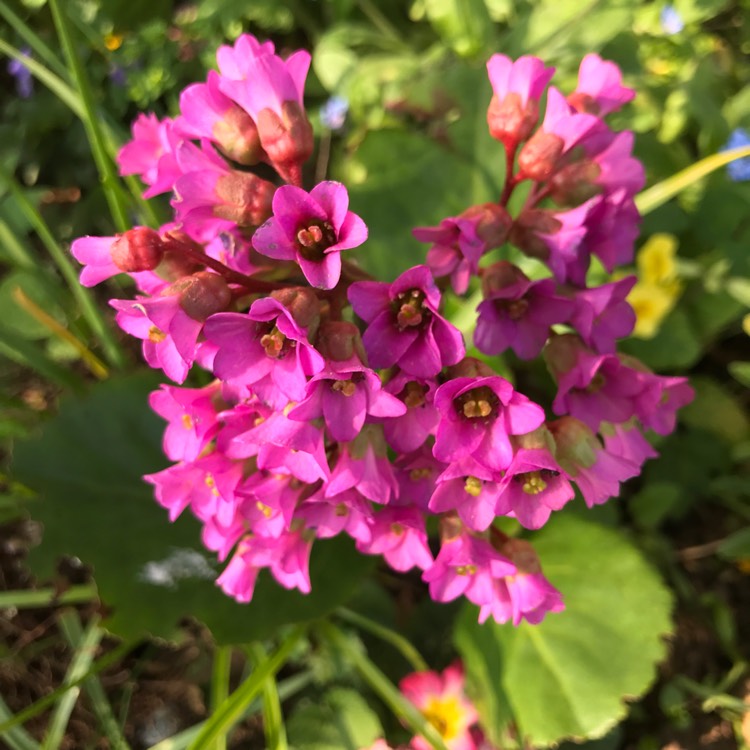 plant image 1265341 plant image 1265341