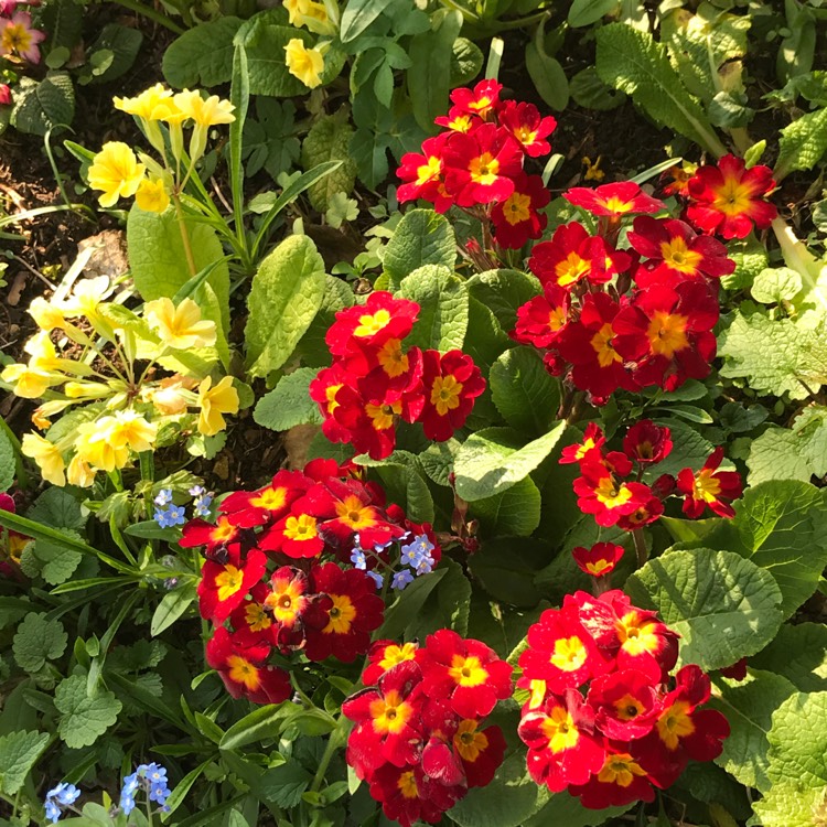 plant image 1265345 plant image 1265345