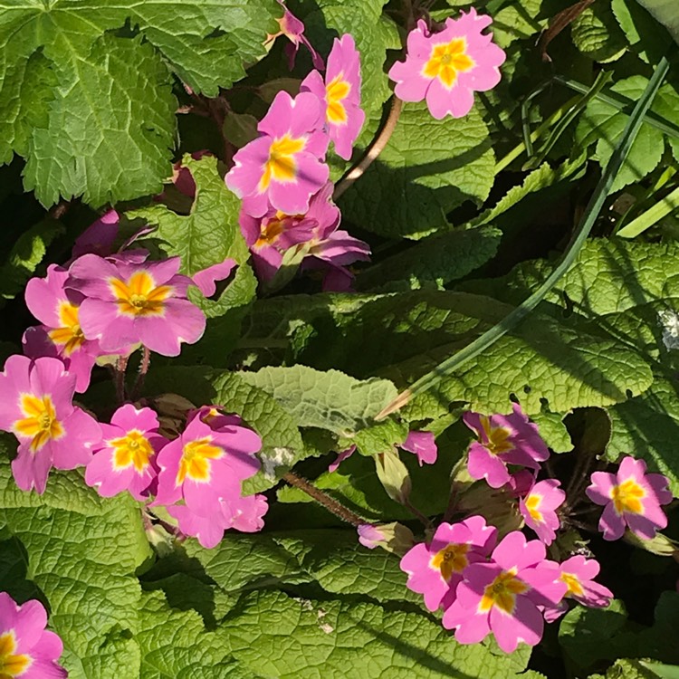 plant image 1265347 plant image 1265347