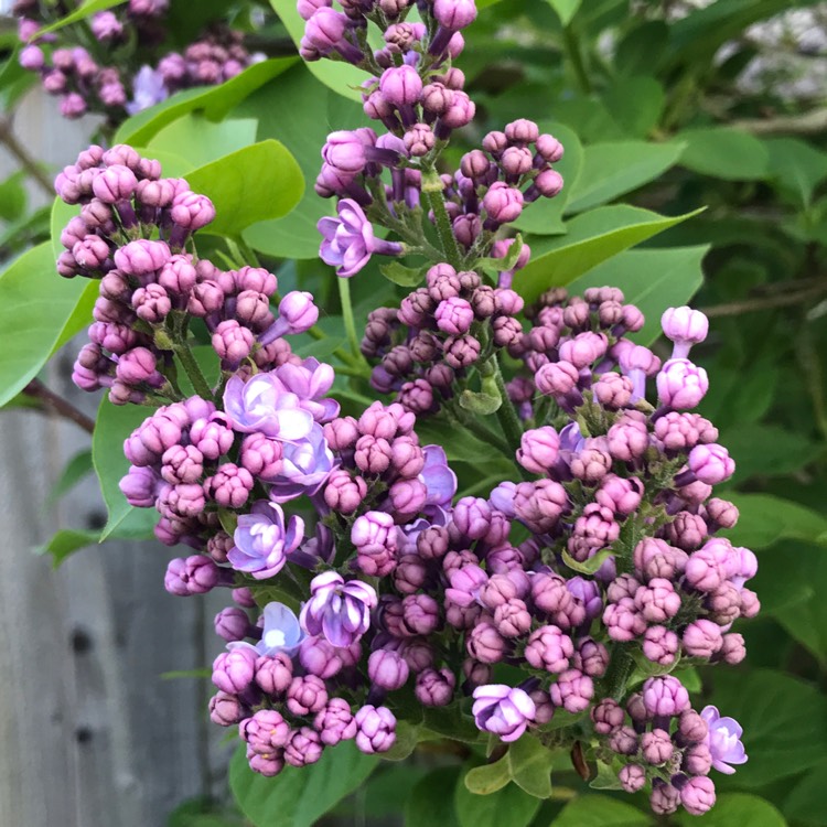 plant image 1277387