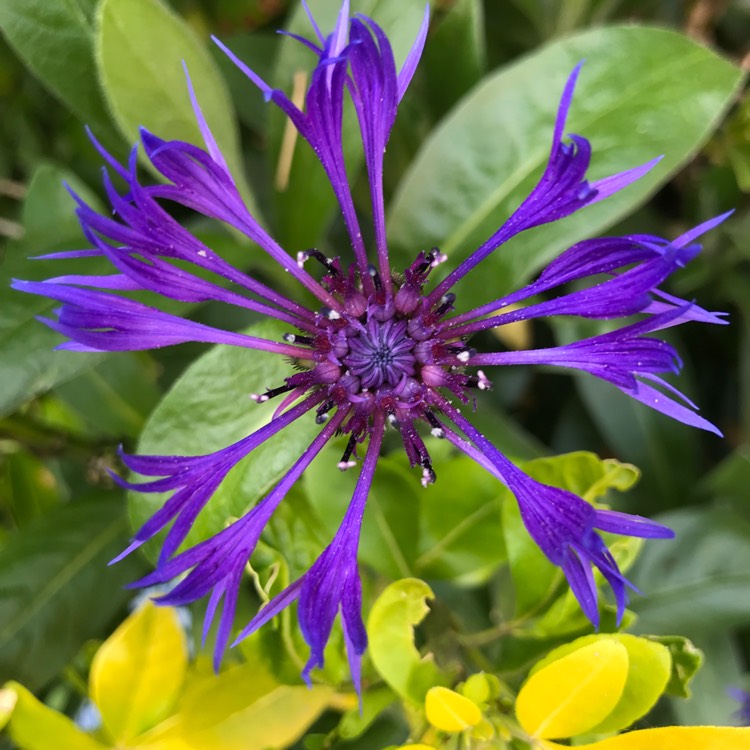 plant image 1277965 plant image 1277965