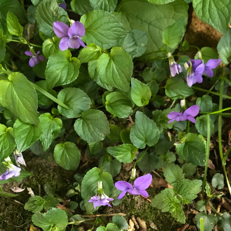 plant image 1277969 plant image 1277969
