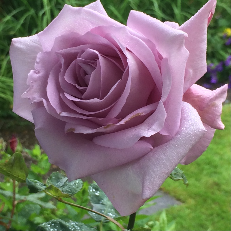 plant image 128329