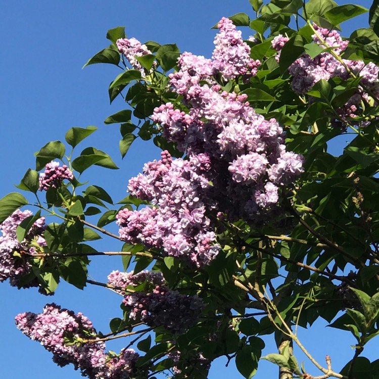 plant image 1285486