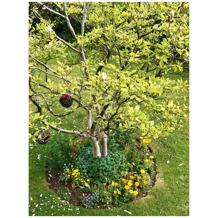 plant image 1285652